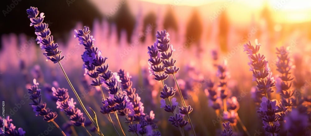 Sunlit lavender blooms Sunlit lavender blooms