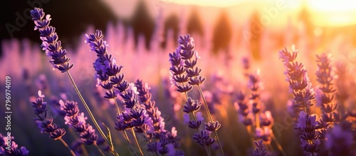 Sunlit lavender blooms © Ilgun