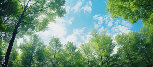 Sky Through Trees in Forest