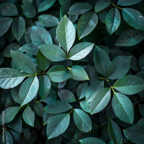 Dark green leaves in the background, from a top view, with high resolution photography, showing high quality details, with professional color grading, soft shadows, no high contrast, with clean sharp