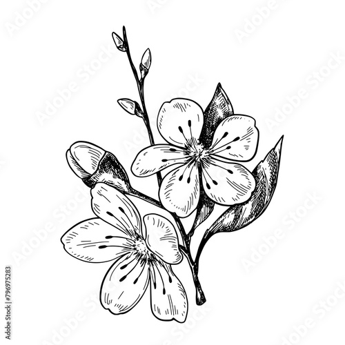 Plum blossom vintage vector monochrome illustration