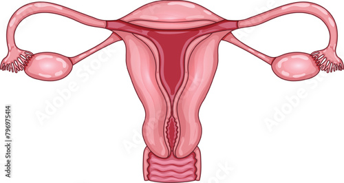Female uterus anatomy colorful illustration on a white background