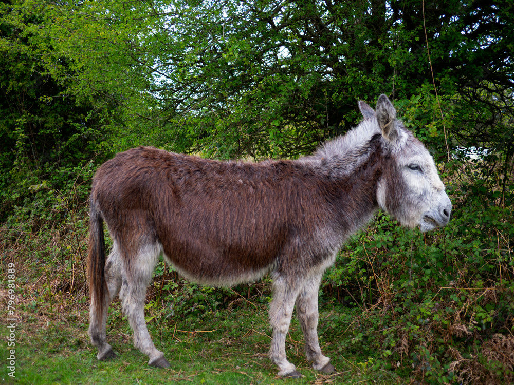 New Forest Donkey