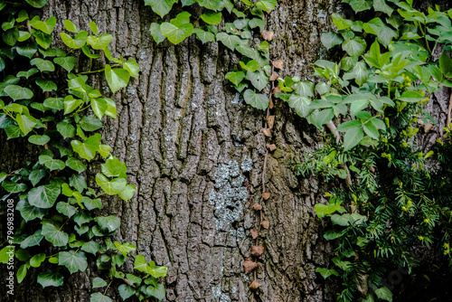 Grüne Efeublätter wachsend auf einem Baum, die Struktur des Baumes ist klar zu erkennen photo
