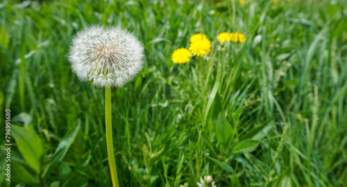 A dandelion at Taltsy Museum 