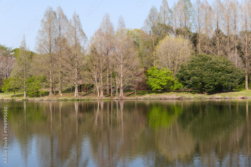 静かな公園の湖と水面に映った木々