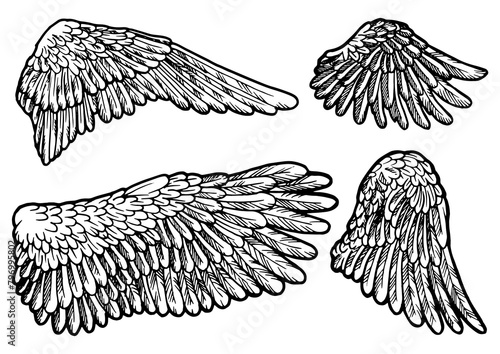Bird angel wings set sketch engraving PNG illustration. Scratch board style imitation. Black and white hand drawn image. photo