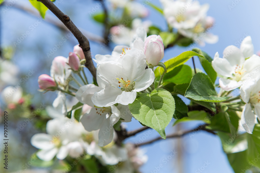 Фотография spring apple blossom