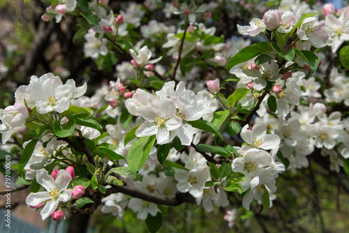 spring apple blossom