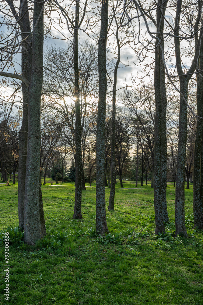 Fototapeta premium A beautiful row of trees in a city park ideal for family walks. 