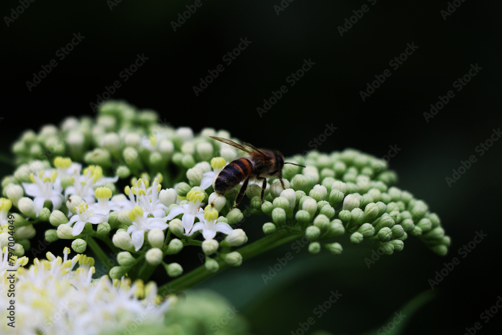 Yes No
common drone fly collecting nectar in the garden Yes No
common drone fly collecting nectar in the garden