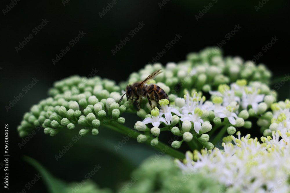 Yes No
common drone fly collecting nectar in the garden Yes No
common drone fly collecting nectar in the garden
