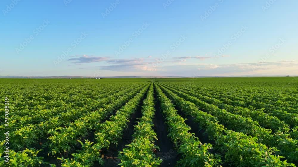 Aerial view drone shot of rows of a blossom potato field. Aerial view drone shot of rows of a blossom potato field.