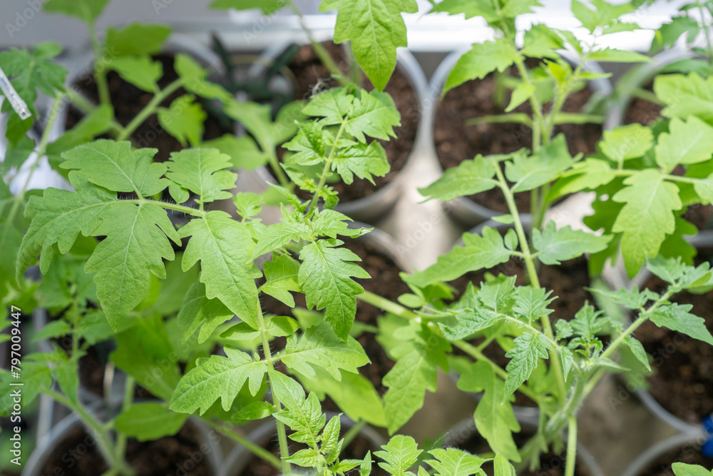 Obraz premium Growth of tomato seedlings in plastic glasses on a windowsill. Witness the emergence of delicate green leaves as the plants thrive indoors during spring
