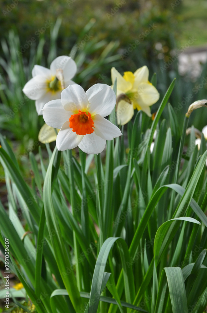 Blooming Narcissus 'Barret Browning' in springtime on flower bed . Gardening ,growing Easter spring flowers concept. Blooming Narcissus 'Barret Browning' in springtime on flower bed . Gardening ,growing Easter spring flowers concept.