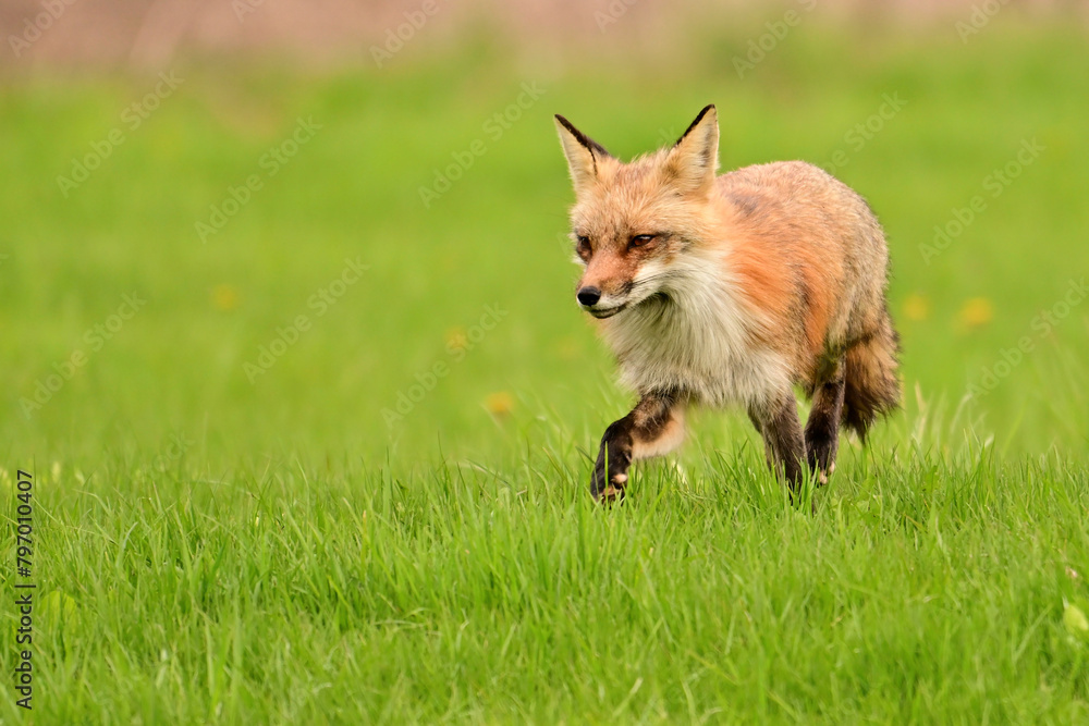 Naklejka premium Urban wildlife photograph of a red fox keeping watch over her den of cubs and yipping at any threat
