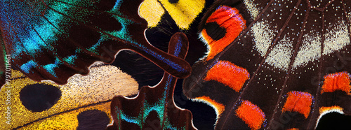 colorful wings of tropical butterflies close-up. abstract ornament of butterfly wings