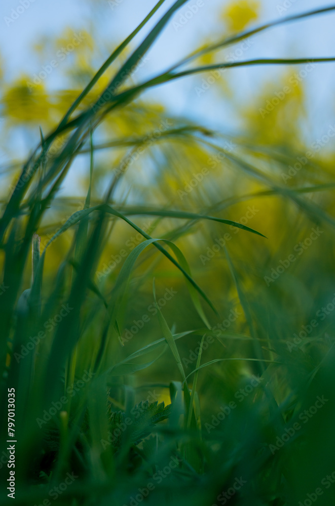 Fototapeta premium spring time