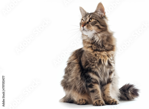 Beautiful brown striped cat isolated on a white background