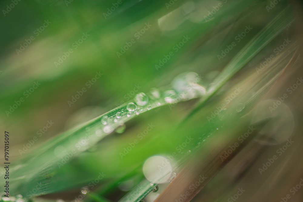 green grass green grass