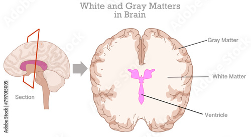 White, gray matter, ventricle in human brain. Gray tissue in cerebellum, cerebrum, and brain stem. Cross section anatomy. White composed of bundles of axons. Top view. Illustration vector