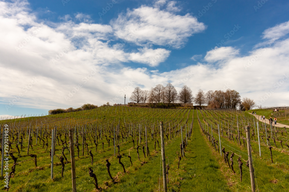 Fototapeta premium Vineyards on the slopes near Lake Constance at the end of March, Meersburg area