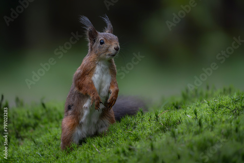 Eurasian red squirrel (Sciurus vulgaris) standing in the forest of Noord Brabant in the Netherlands.                                                                                                     © Albert Beukhof