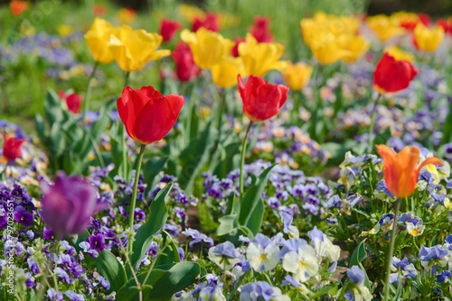 満開の黄色と赤色のチューリップ