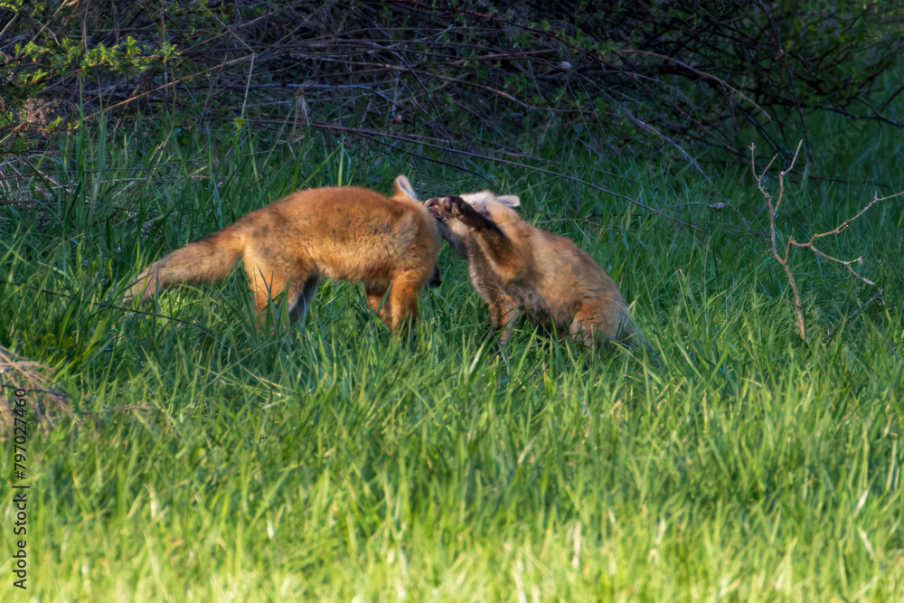 Fototapeta premium Red Fox Kits