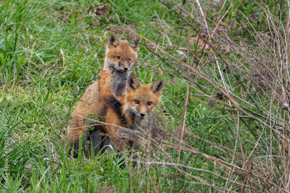 Obraz premium Red Fox Kits