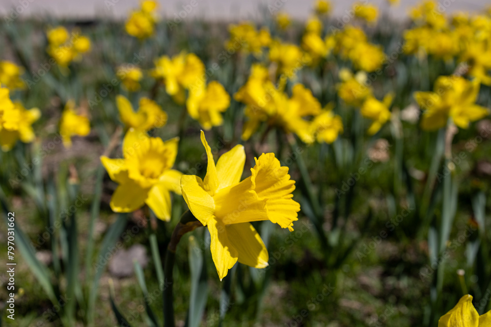 Full frame close up texture background of bright yellow daffodils in full sunlight
Full frame close up texture background of bright yellow daffodils in full sunlight