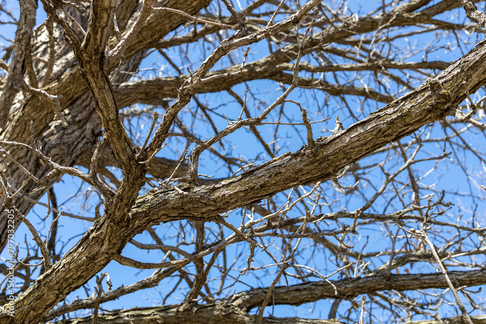 Full frame texture background of spring season bare oak tree branches in sunlight, with blue sky background Full frame texture background of spring season bare oak tree branches in sunlight, with blue sky background