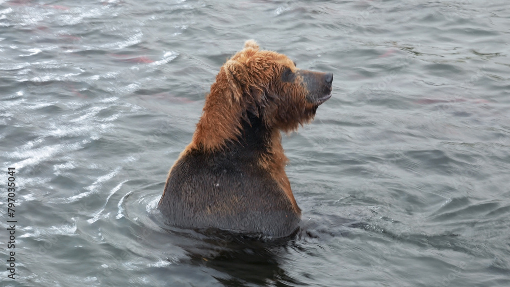 Obraz premium Close up one wild adult brown bear caught salmon fish with paws. Eat red oily fish during spawning in river, storing up energy before hibernation. Wildlife natural habitat reservation in national park