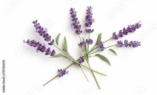 Fresh lavender flowers isolated on white background