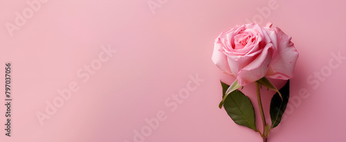  pink peony background with white and pink flowers  romantic influences.