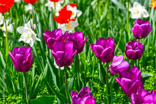 Tulpen im Kurpark von Isny im Allg  u  Baden-W  rttemberg 