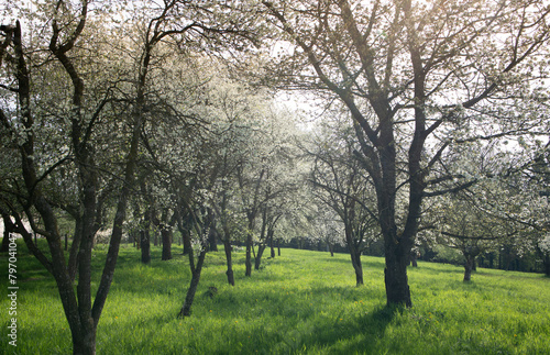 Flowering fruit trees in a meadow orchard in spring. The sun shines through the branches from behind.