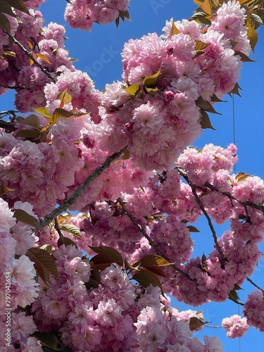 pink fluffy cherry blossom in spring