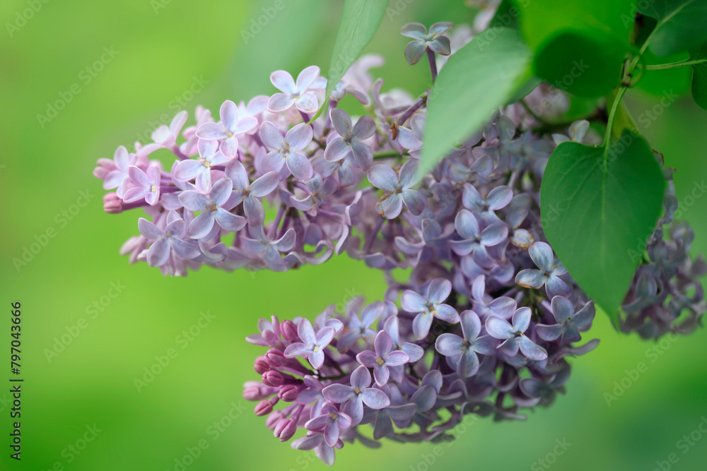 Violet lilac in spring garden Violet lilac in spring garden