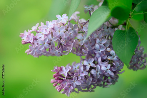 Violet lilac in spring garden