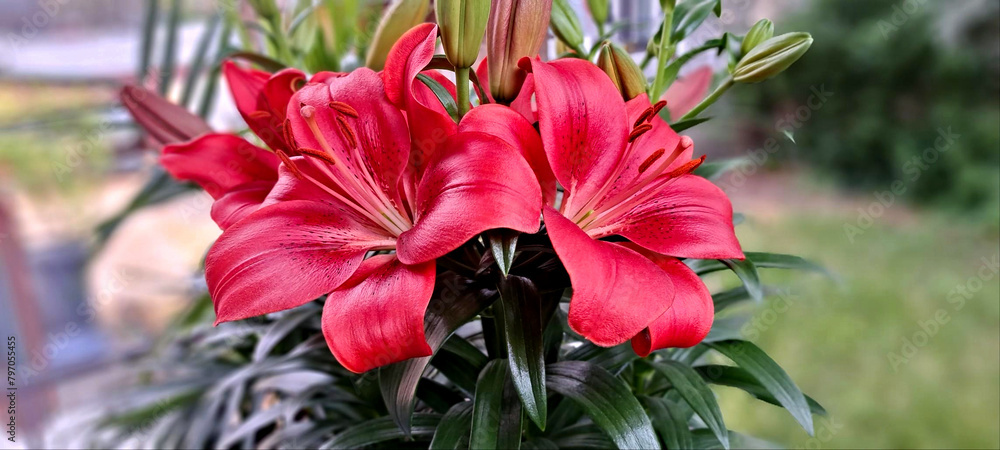 A close-up photo of two red lilies in full bloom displaying their bright red and long dark red petals fill most of the frame. A close-up photo of two red lilies in full bloom displaying their bright red and long dark red petals fill most of the frame.
