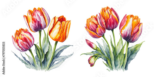 watercolor of a tulip with a yellow and pink tulip on a transparent background #797055833