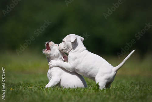 Adorable white American Staffordshire Terrier puppies playing in the park
