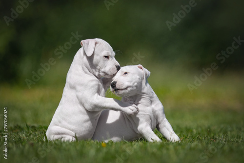 Adorable white American Staffordshire Terrier puppies playing in the park