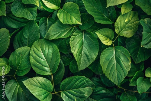 Macro close-up of a dark green leaf. Beautiful simple AI generated image in 4K, unique.