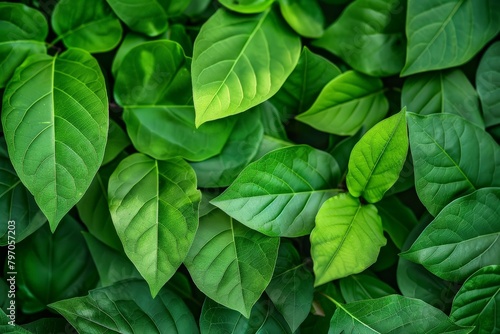 Close-up of vibrant green leaf.. Beautiful simple AI generated image in 4K, unique. photo