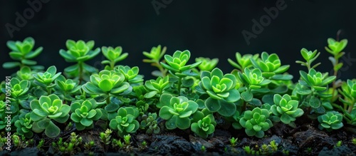 A cluster of tiny green Chinese stonecrop plants, scientifically known as Sedum tetractinum, emerging from the soil.
