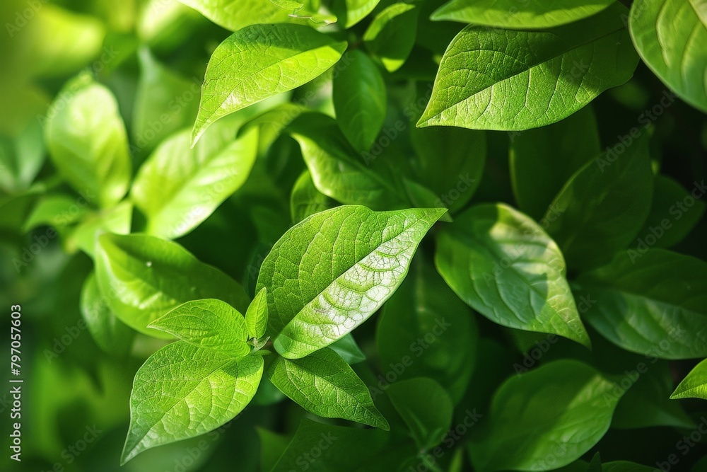 Close-Up Of Dark green leaves. Beautiful simple AI generated image in 4K, unique. Close-Up Of Dark green leaves. Beautiful simple AI generated image in 4K, unique.