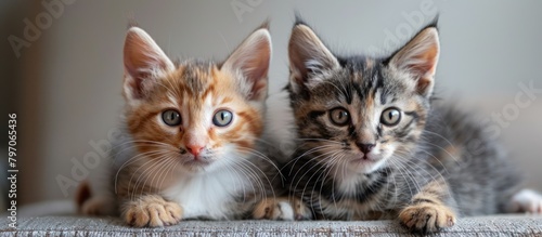Two Kittens Sitting on Top of a Couch