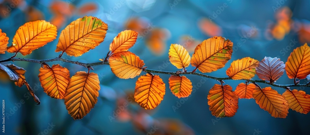 Autumn Branch With Changing Leaves Autumn Branch With Changing Leaves